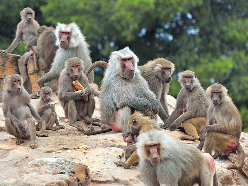 Baboons
