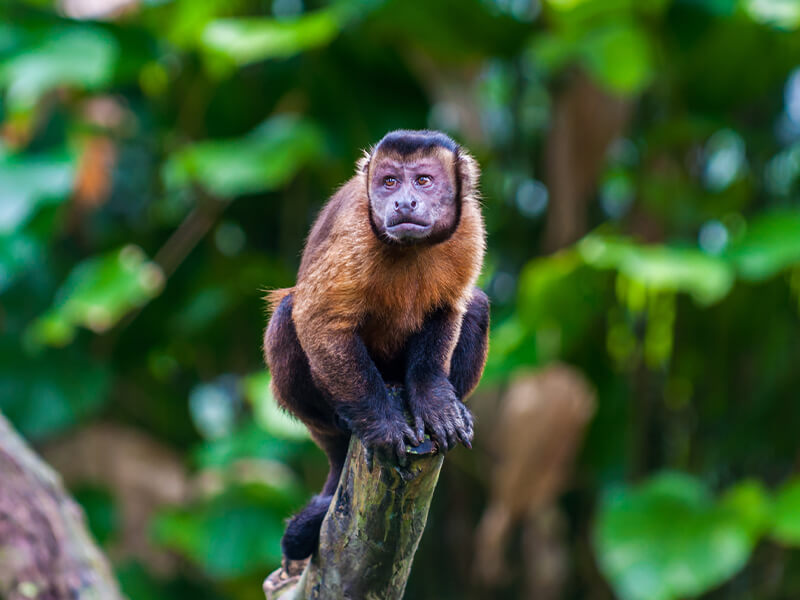 capuchin monkey
