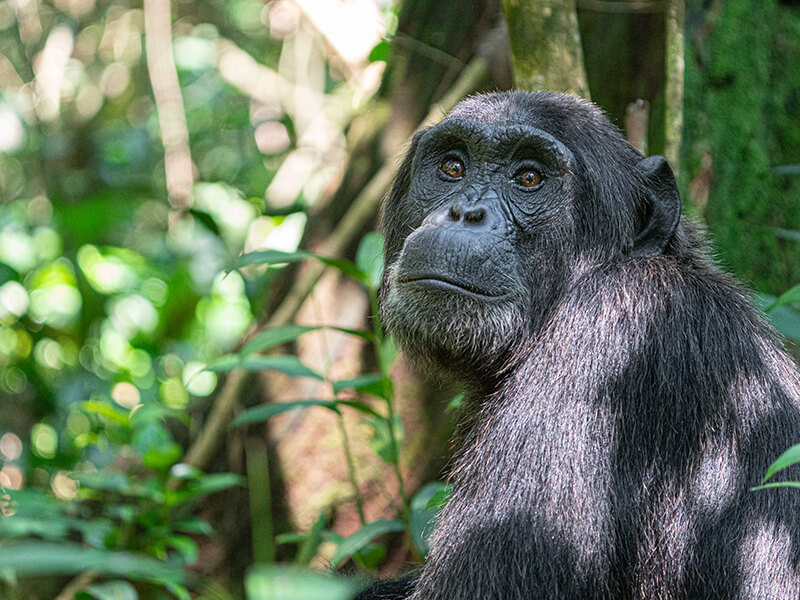 chimpanzee