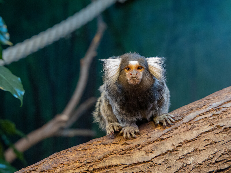marmoset monkey