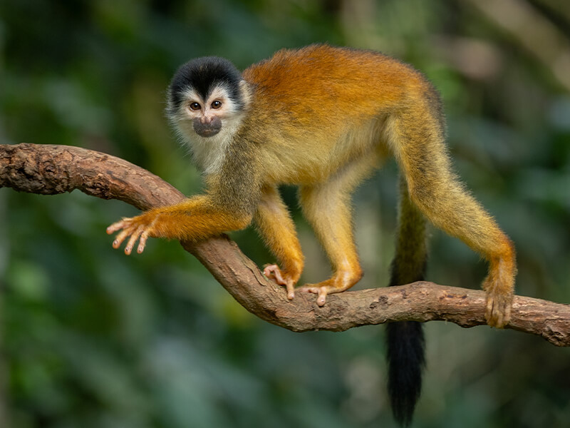 Squirrel Monkey